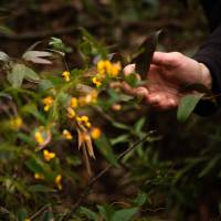 Learn from your guides whilst you explore the Blue Mountains |  <i>Jannice Banks</i>